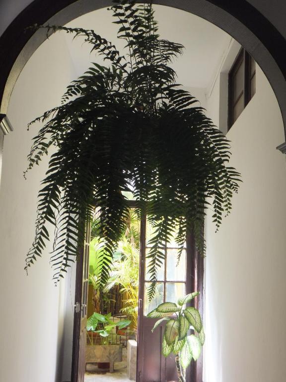 Hotel Casa Colonial Cejas Santa Cruz de Tenerife Exteriér fotografie